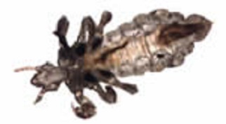 adult_louse An adult louse