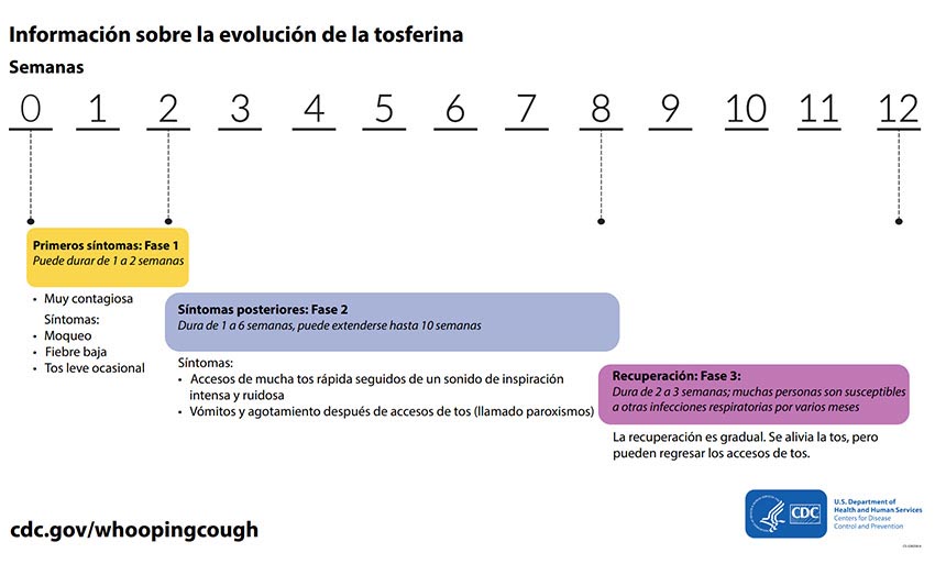 Cronología de la evolución de la tosferina.