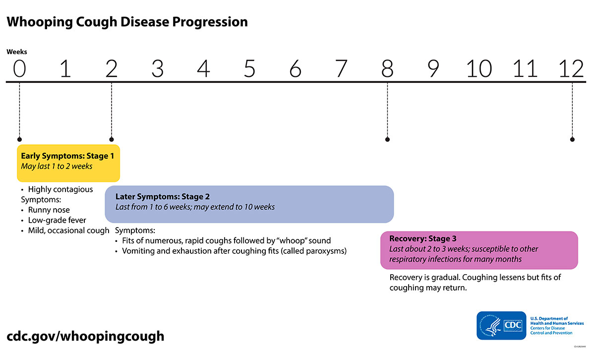 Pertussistimeline.jpg Timeline of whooping cough disease progression.