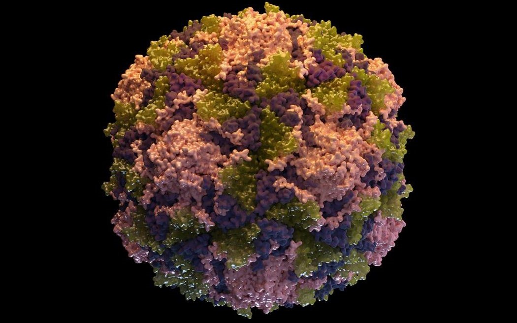 Poliovirus Poliovirus