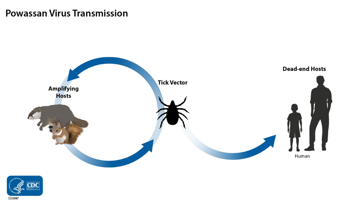 Image of Powassan virus transmission cycle. A woodchuck and squirrel are shown on opposite sides of a circle to a tick with arrows connecting them to represent how Powassan virus cycles between ticks and small mammals. Woodchucks, squirrels, and other small mammals are considered amplifying hosts. Another arrow outside of the circle connects the tick to a human adult and child to show how ticks infect humans with the virus. The human is a dead-end host because it does not pass on the virus.