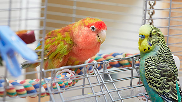 header-psittacosis Parakeets sitting in a cage