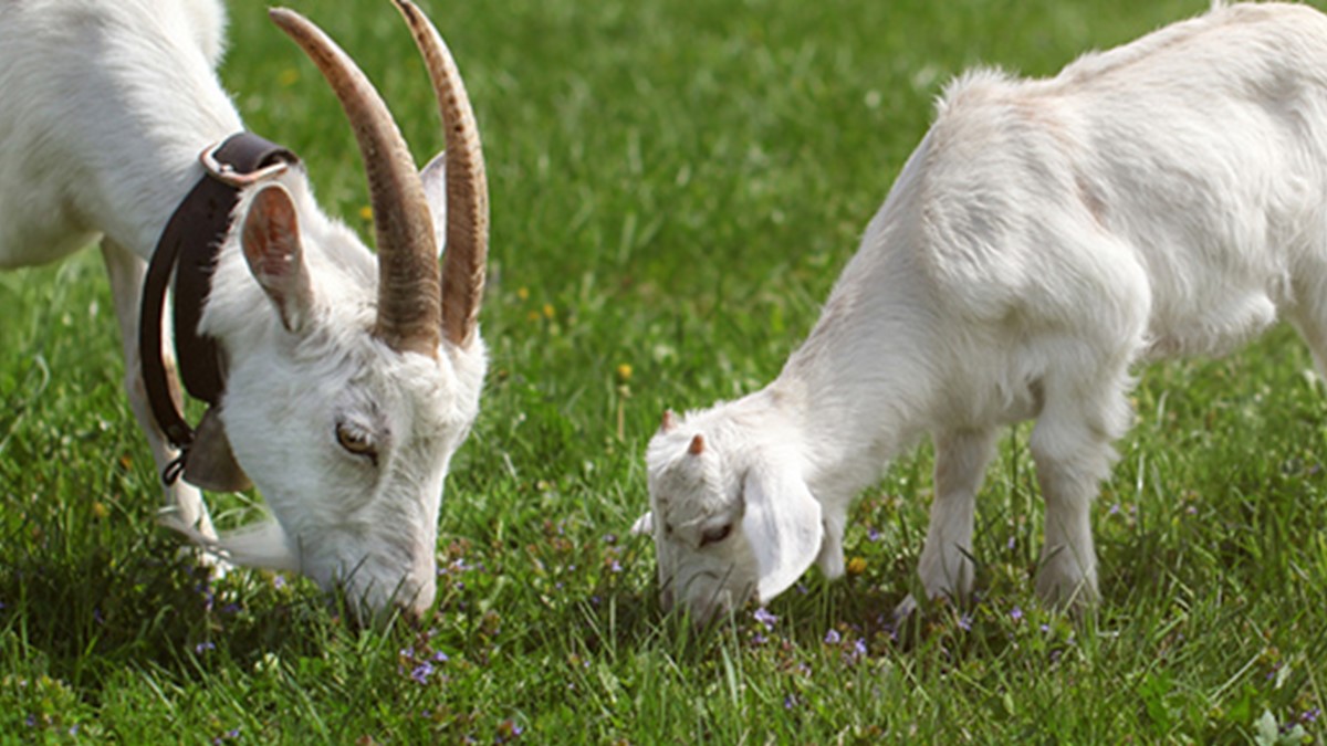 Two goats grazing in a field