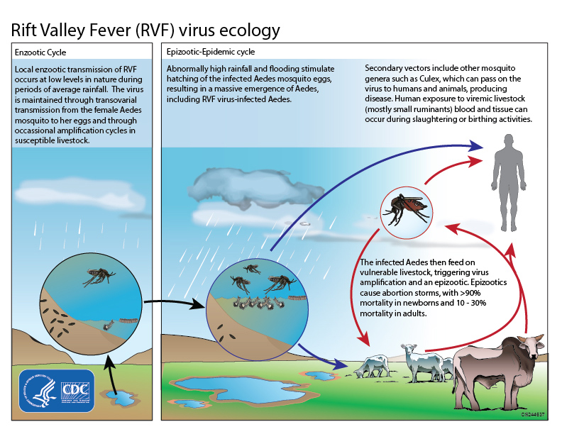 This graphic shows the ecological cycle for the Rift Valley Fever virus (RVFV). Mosquitoes are both a reservoir and vector for RVFV, which means that they can maintain virus for life and transmit it to their offspring via eggs. After periods of heavy rainfall and flooding, an increased number of RVFV infected mosquitos may hatch and pass virus to people and animals. People become infected through mosquito bites and through contact with infected animal blood or tissue.