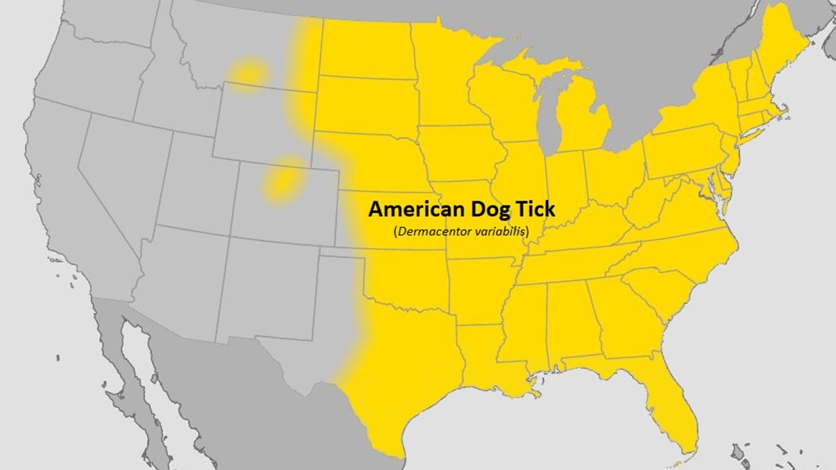 American dog tick US map Map of the United States showing range of American dog tick
