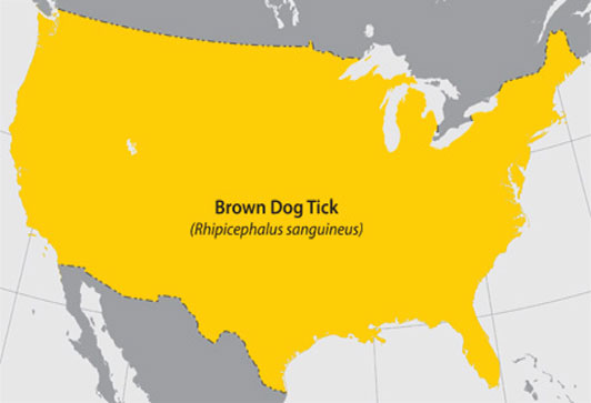 Map of the continental United States highlighting in yellow where the Brown Dog Tick can be found. The entire map is highlighted in yellow.