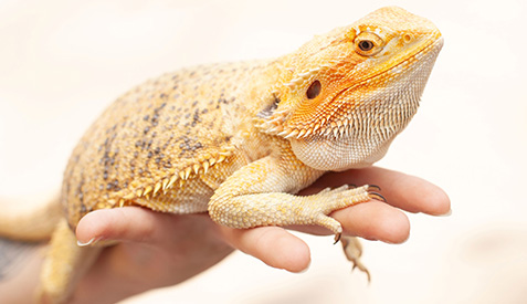 Person holding a pet bearded dragon. Person holding a pet bearded dragon.