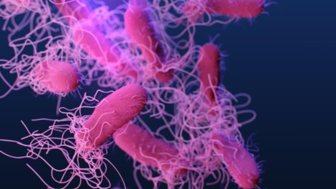 Salmonella Scientific illustration of Salmonella, which are pink on a black background.
