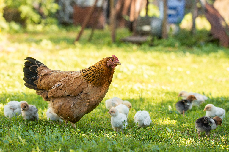 Backyard Poultry 2022 An image of a hen with chicks