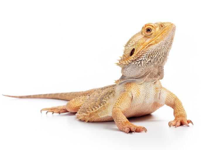 Bearded Dragon Jan 2022 Image of bearded dragon