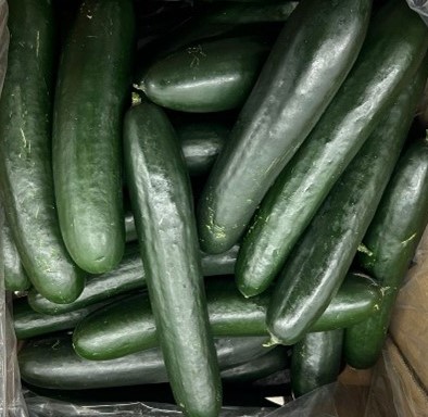 whole fresh American cucumbers whole fresh American cucumbers