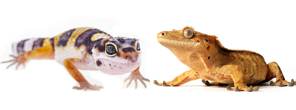 Image of a leopard gecko and a crested gecko