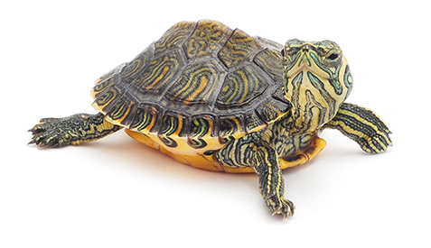 Photo of a small turtle Photo of a small turtle.