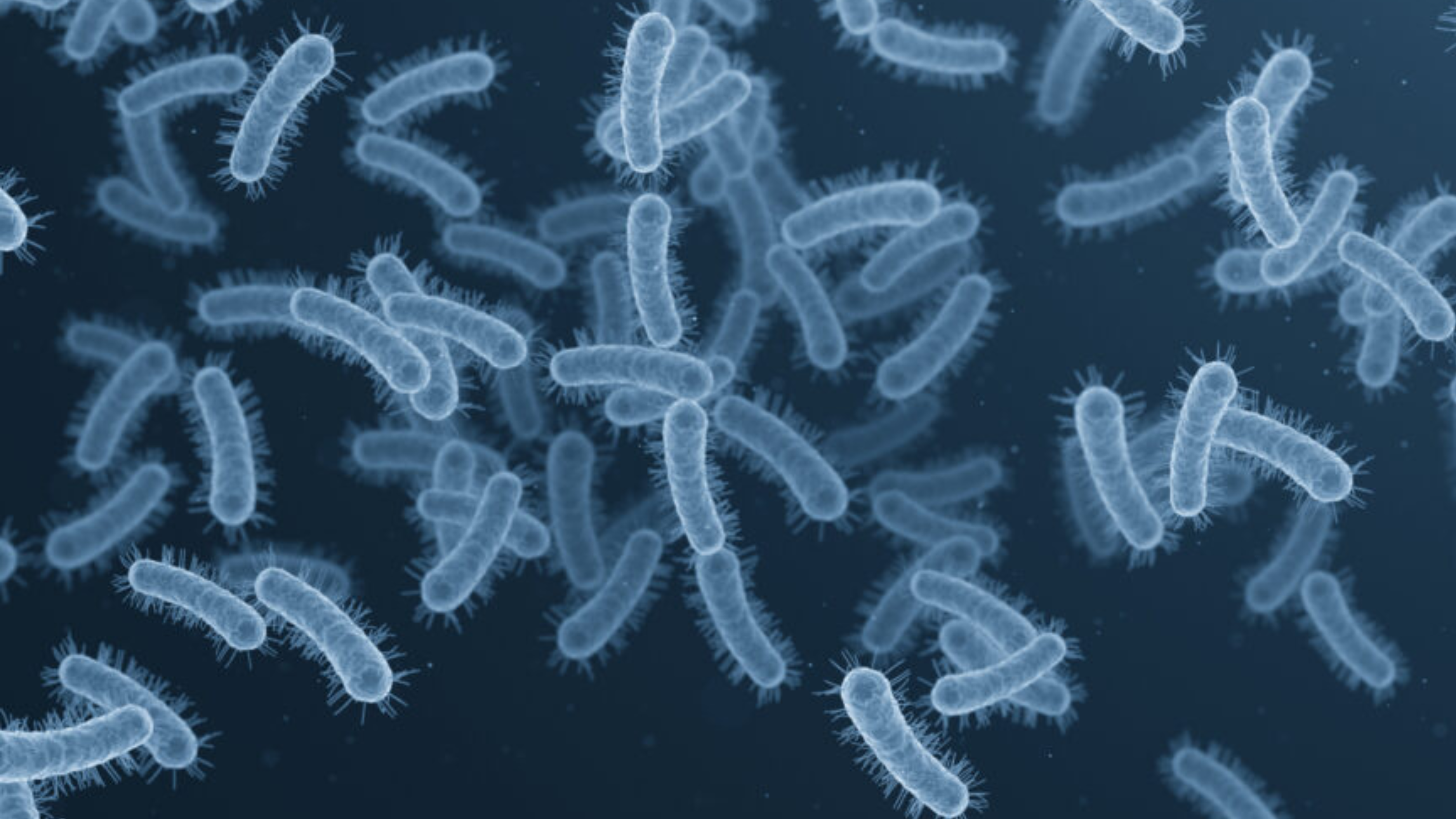 hi-definition image of Shigella germs under a microscope (color added)