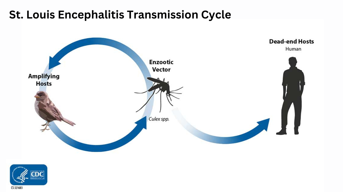 St. Louis encephalitis virus cycles between mosquitioes (primarily Culex species) and birds.