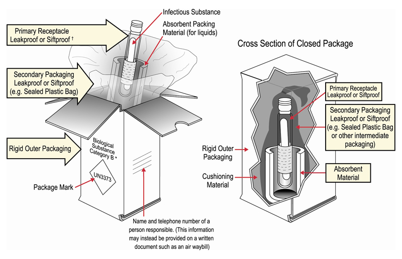 Cat B Infectious Substance Diagram showing how to securely package Category B infectious substances for shipping