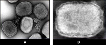 Figure 4 Image of fowlpox virus and tanapox virus