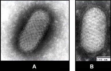 Figure 5 Images of Orf virus from tissue culture and clinical specimen