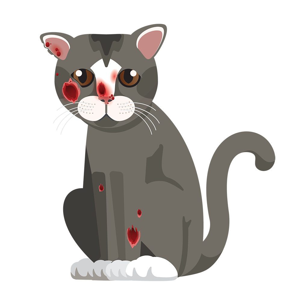 -- title missing -- Cat with large legions.