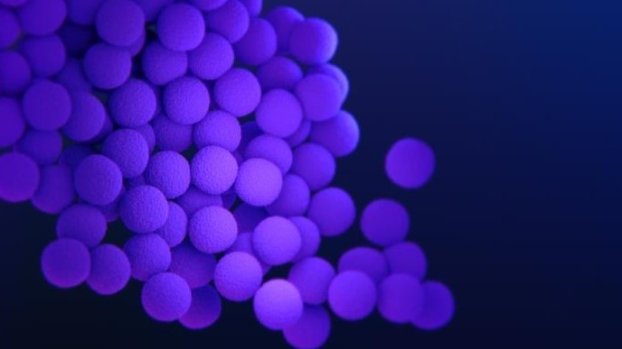 Purple Staphylococcus aureus bacterial dots clustered together on a dark purple background.