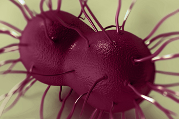 gonorrhea image Close up illustration of what gonorrhea looks like under a microscope; purple balls with tendrils coming out of them.