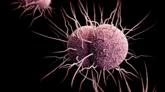 Gonorrhea An illustration of what gonorrhea looks like under a microscope; purple balls with tendrils coming out of them.