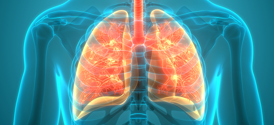 lungs lungs
