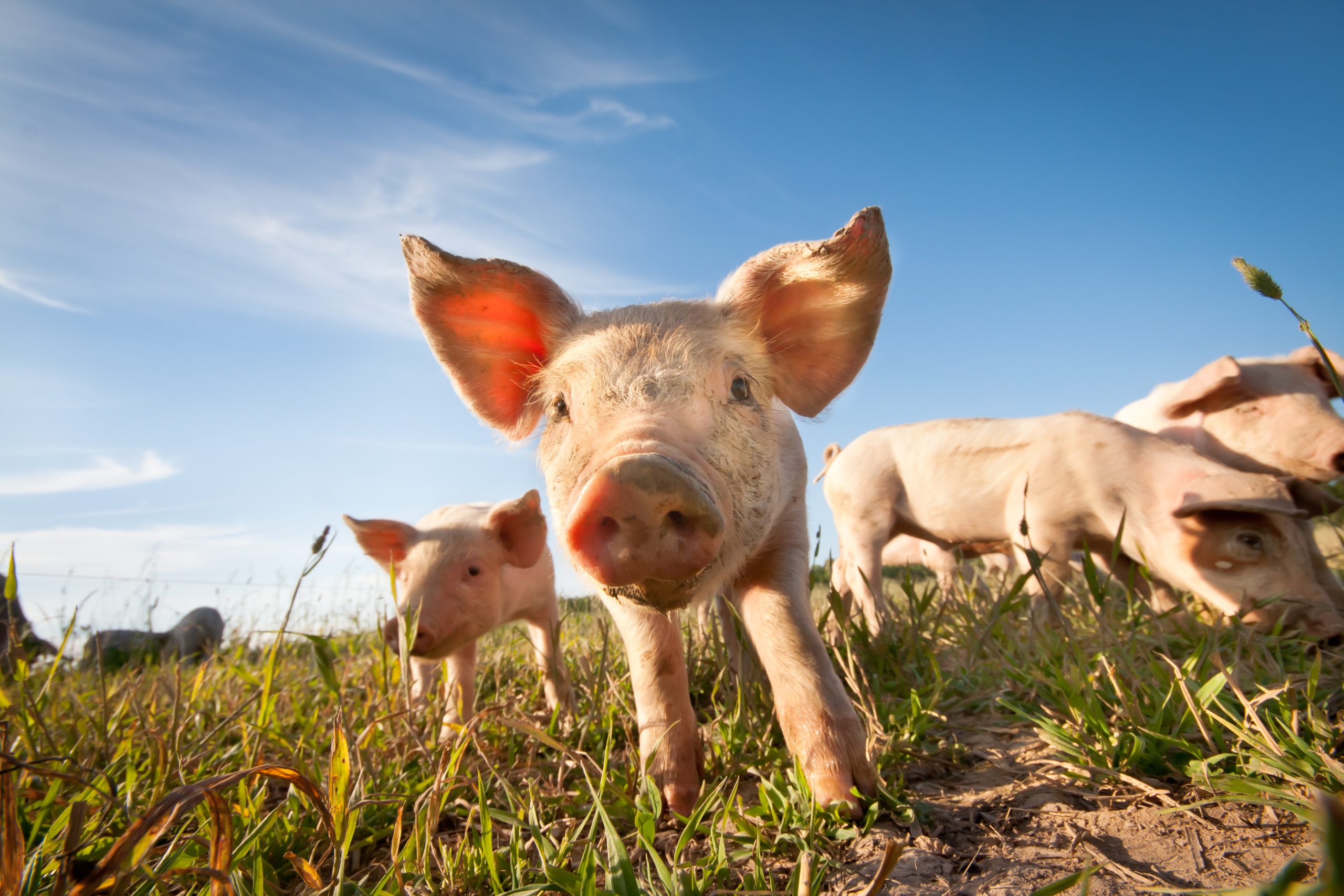 Swine flu Pigs on a small farm