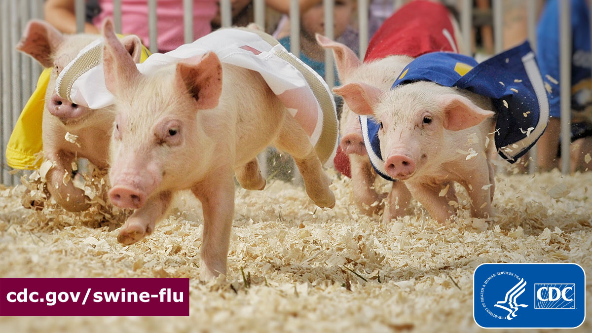 Pigs in Capes - Fair Pigs running at an agricultural fair