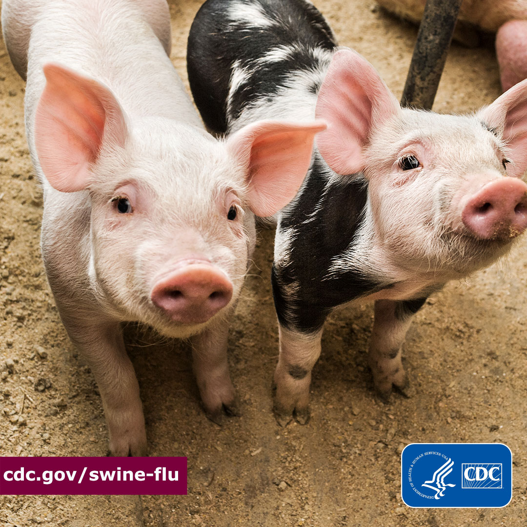 Two Swine - IG Two pigs looking into the distance with the "cdc.gov/swine-flu" logo in the bottom left corner and the CDC logo in the bottom right corner of the image.