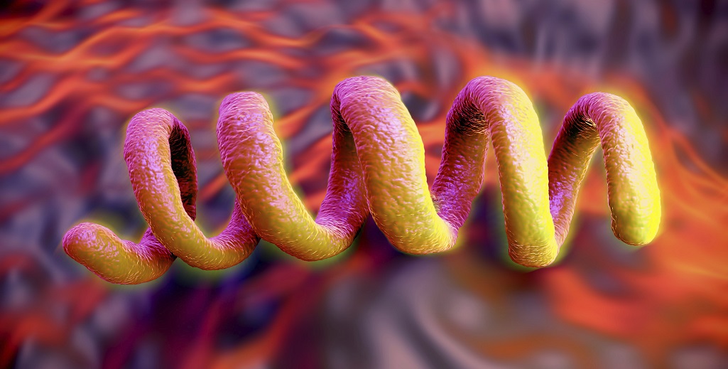 T. pallidum in red and orange The bug that causes syphilis, under a microscope
