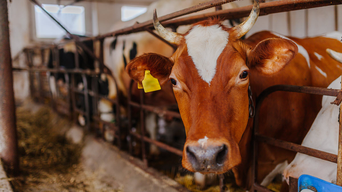Cow in a barn Cow in a barn