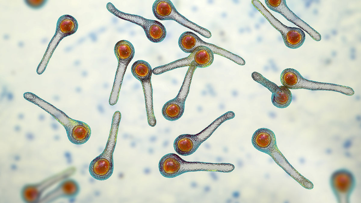 Tetanus bacteria Tetanus bacteria