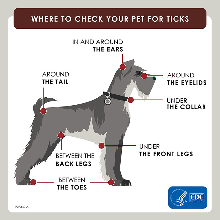 graphic of a dog showing where to check for ticks: In and around the ears, around the eyelids, under the collar, under the front legs, between the toes, between the back legs, and around the tail.