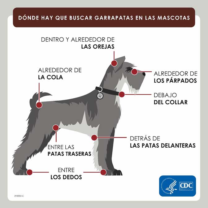 Dónde hay que buscar garrapatas en las mascotas. 1. Dentro y alrededor de las orejas 2. Alrededor de los párpados 3. Alrededor de la cola. 4. Debajo del collar. 5. Entre las patas traseras. 6. Detrás de las patas delanteras. 7. Entre los dedos.