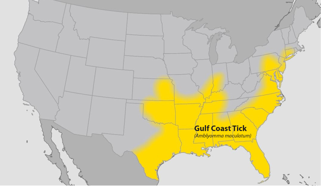 Map of the continental United States showing approximate distribution of the Gulf Coast tick highlighted in yellow.
