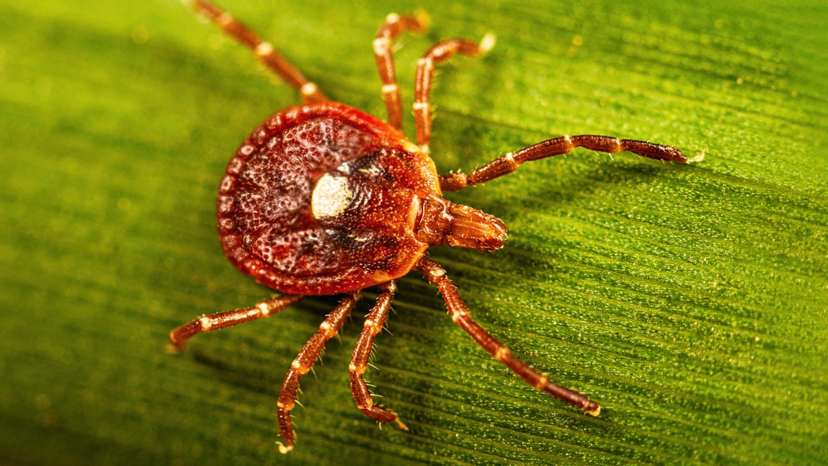 Closeup of a Amblyomma americanum tick.