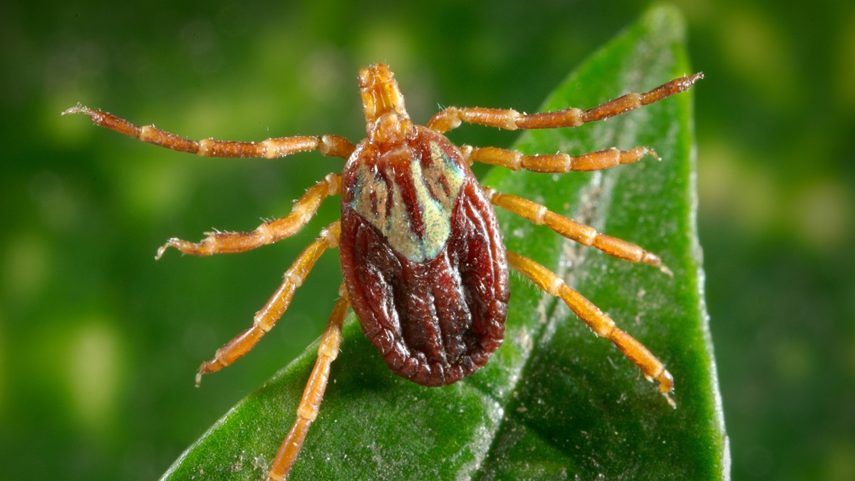 Amblyomma maculatum tick