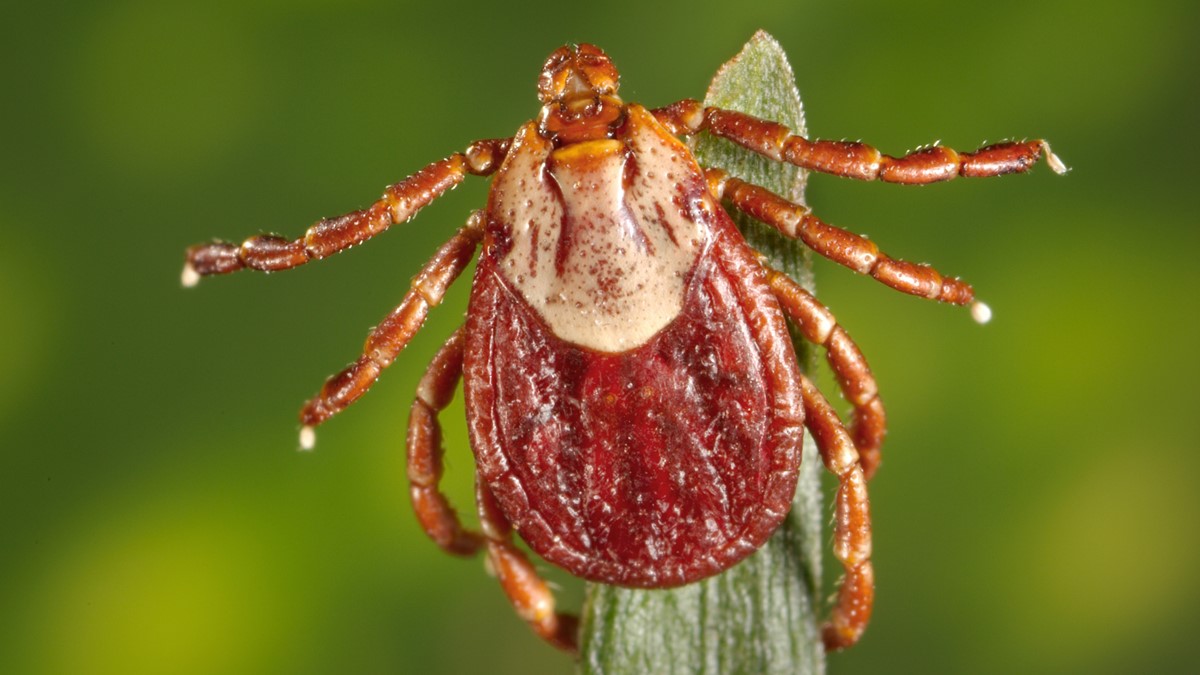 Closeup of a Dermacentor andersoni tick.