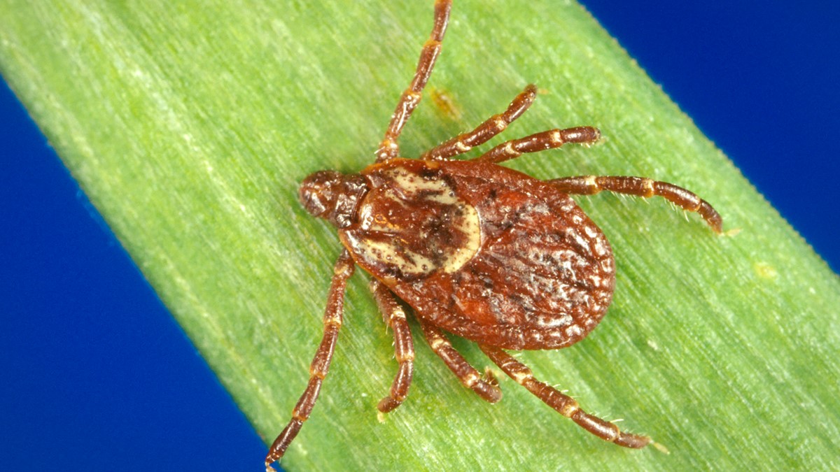 Closeup of an American Dog tick.