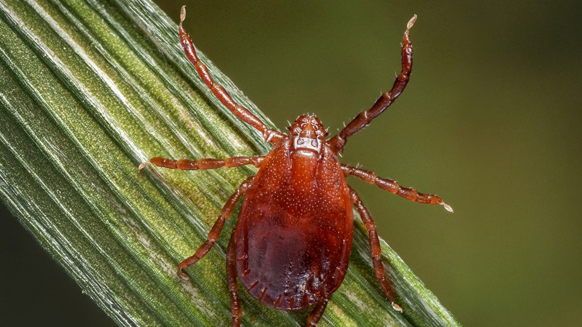 Closeup of an Asian longhorned tick (Haemaphysalis longicornis)
