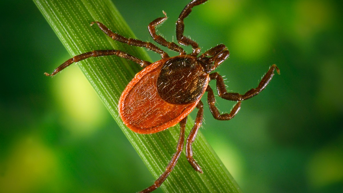 Closeup of an Ixodes pacificus tick