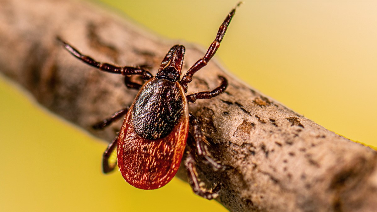 Closeup of a Ixodes scapularis tick