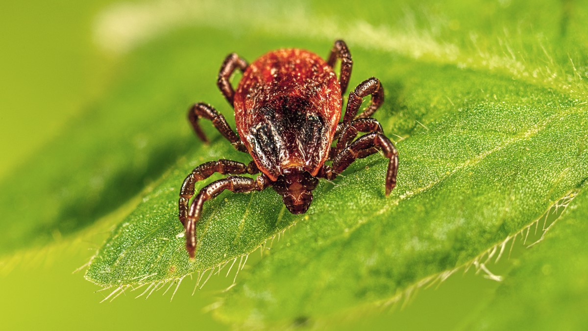 Closeup of a Rhipicephalus sanguineus tick