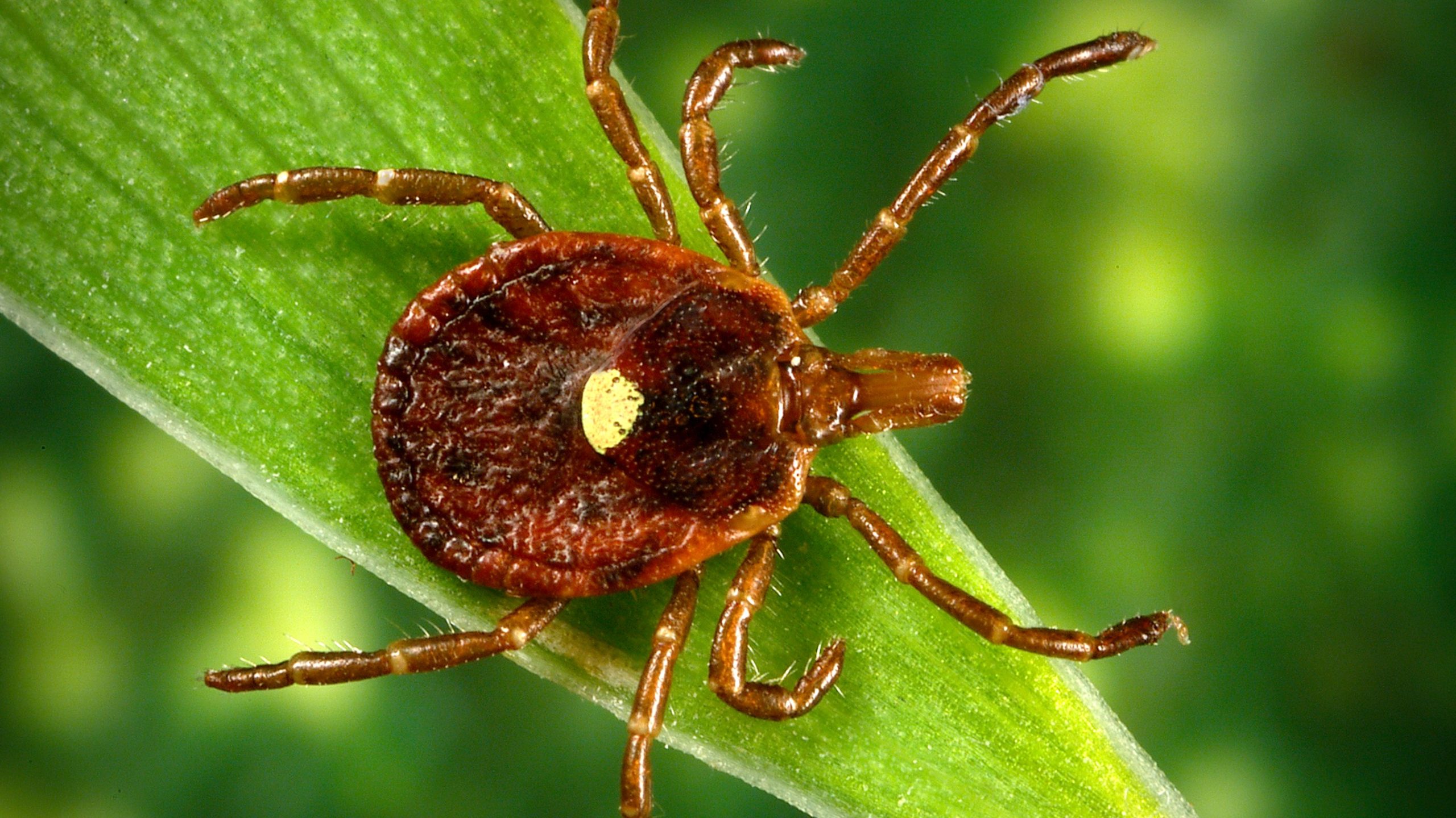 Lone star tick 16x9 Lone star tick on a blade of grass