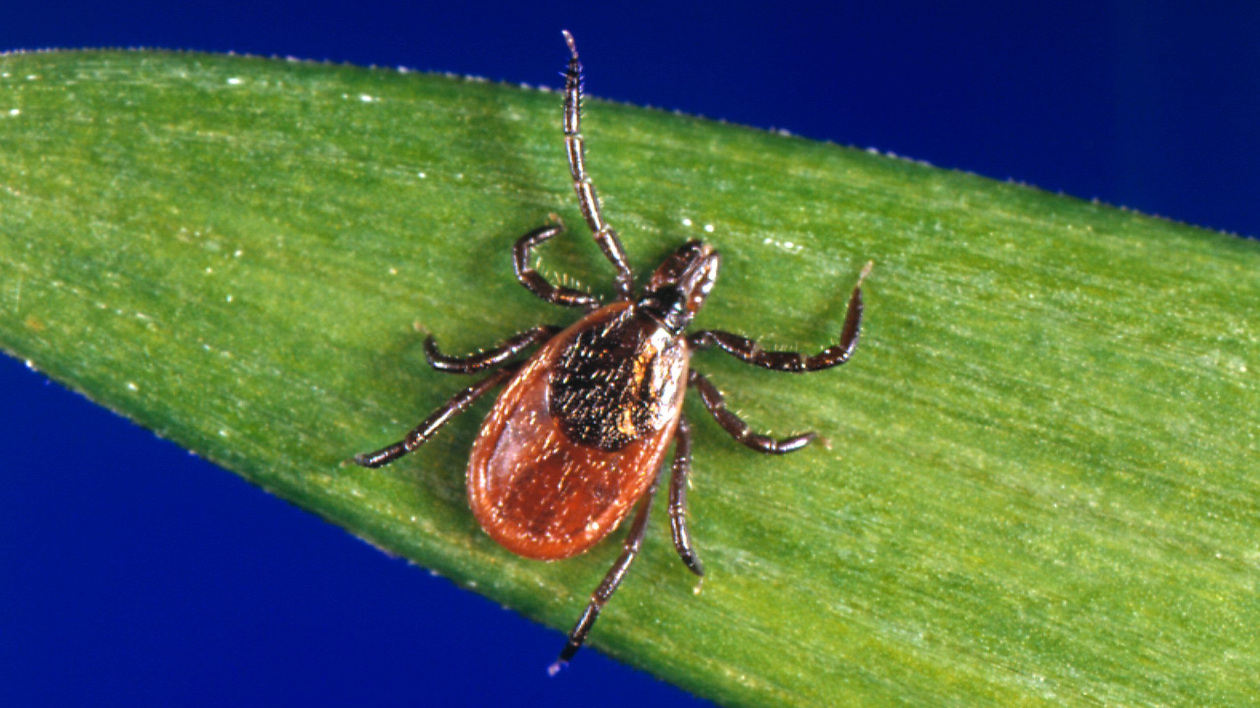 Ixodes Scapularis 16x9 Ixodes scapularis tick on a blade of grass.