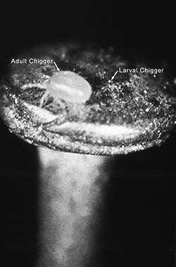 chiggers Adult and larval chiggers