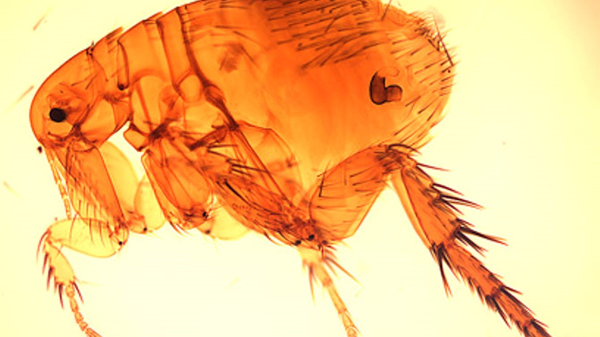 flea-flex Image of a flea under a microscope