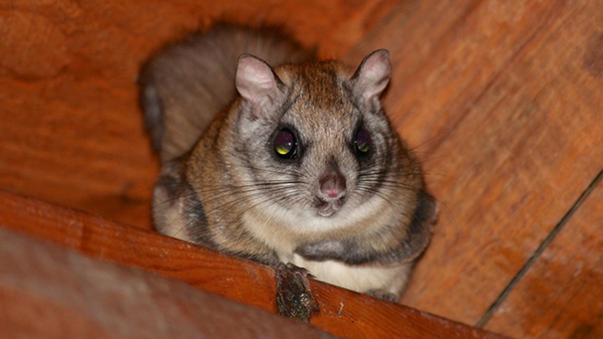 Northern Flying Squirrel Northern Flying Squirrel
