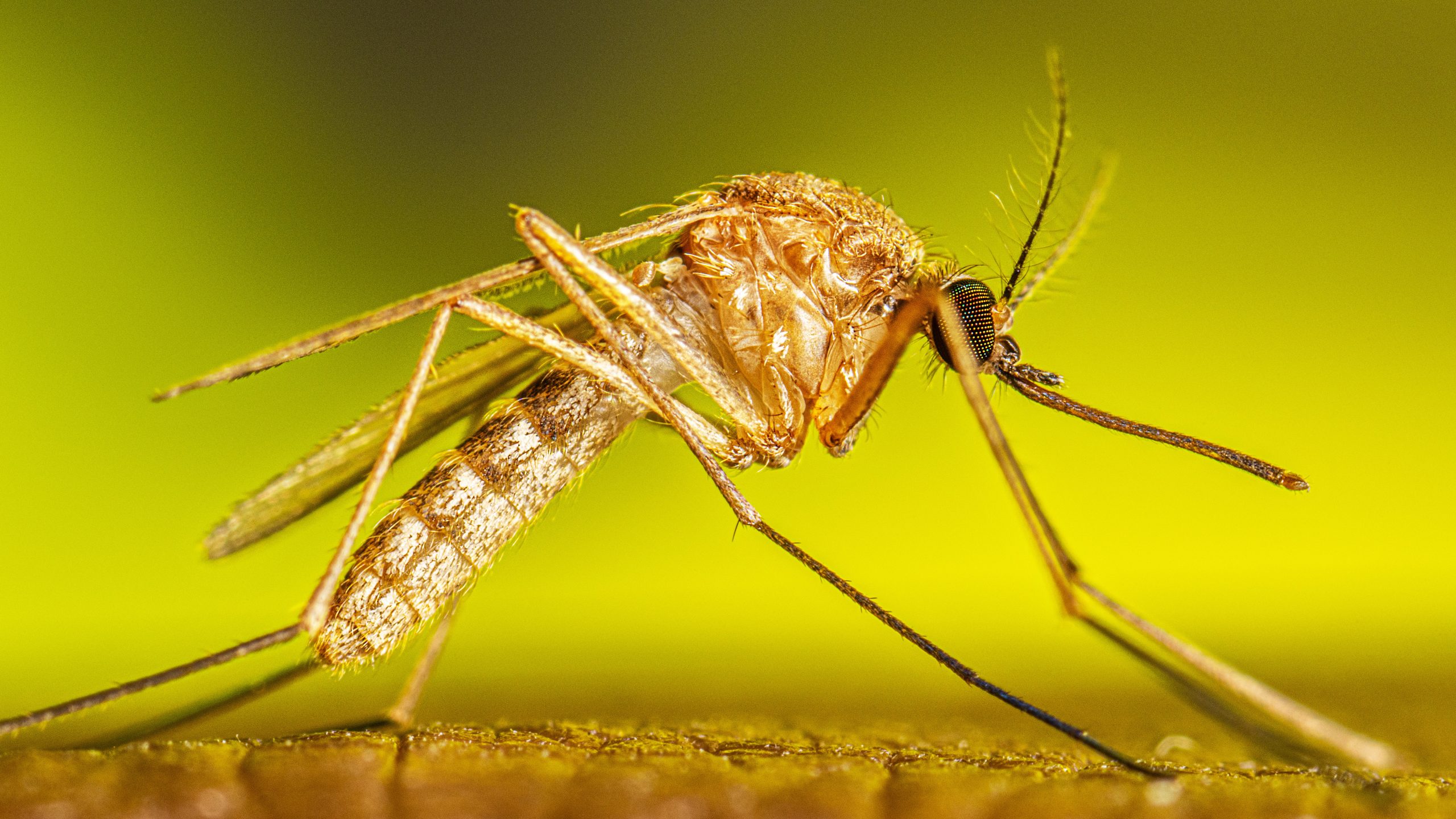 Usutu Cx. Mosquito Adult Culex species mosquito resting on an arm
